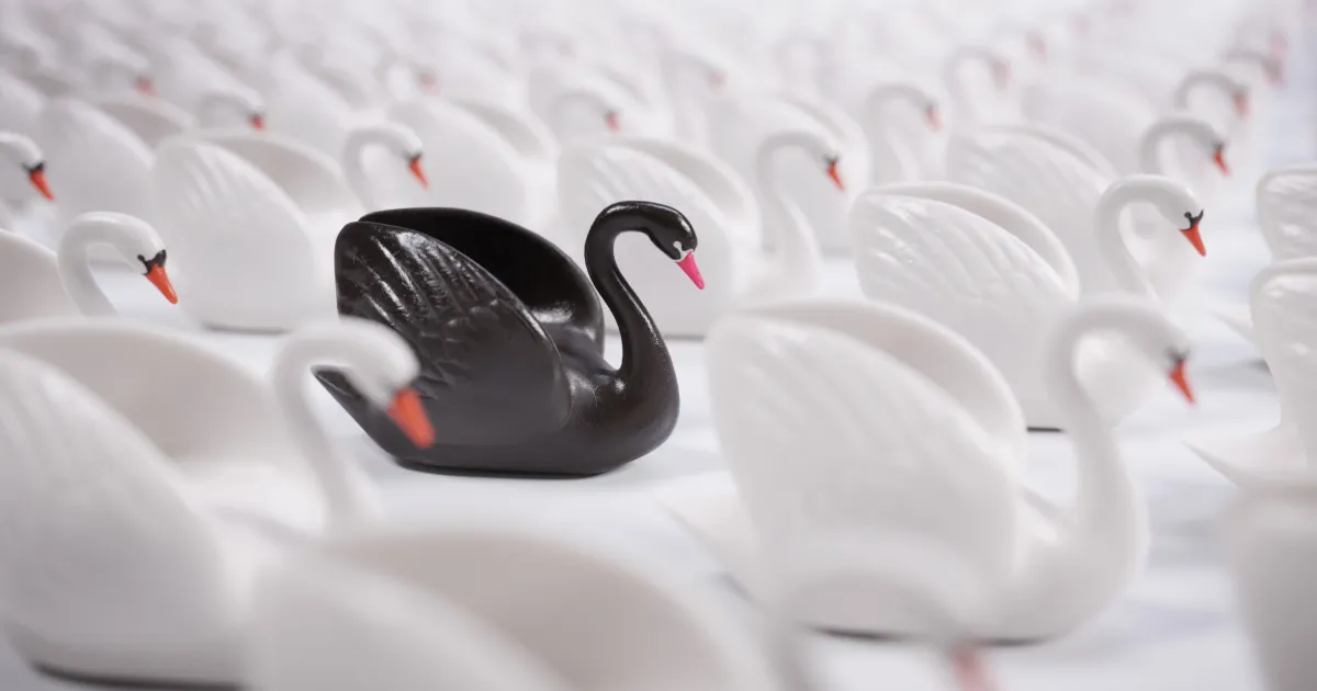An image of a black swan amongst a group of white swans