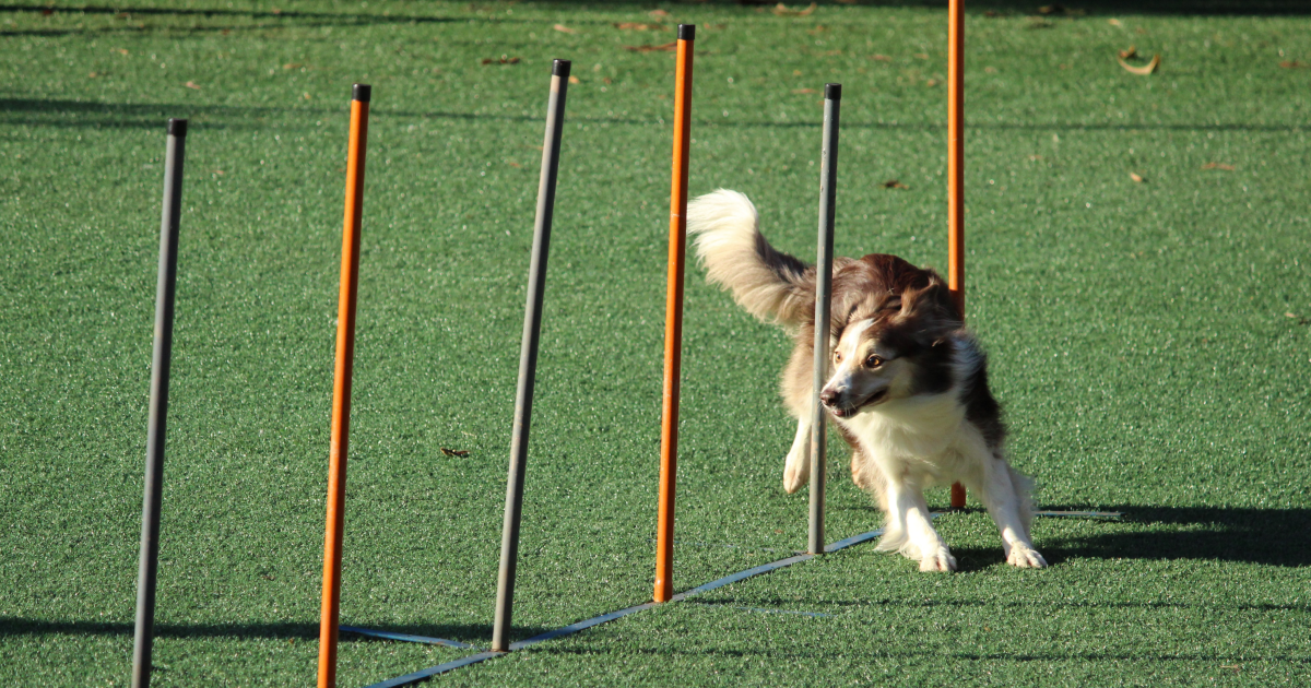 A dog doing an agility test.