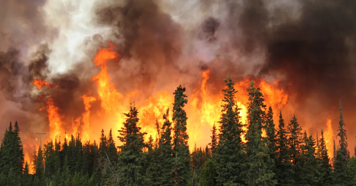 A forest burning with huge flames and smoke. 